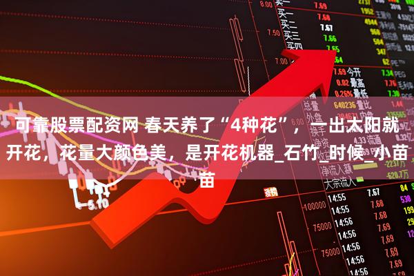 可靠股票配资网 春天养了“4种花”，一出太阳就开花，花量大颜色美，是开花机器_石竹_时候_小苗